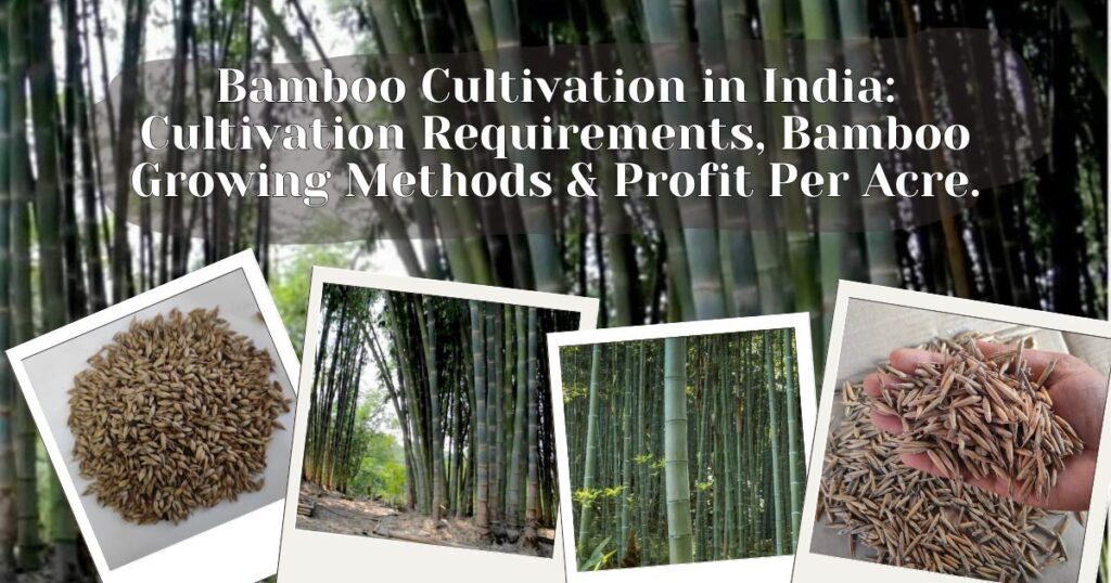 Bamboo Cultivation in India