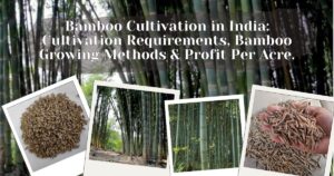 Bamboo Cultivation in India