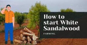 How To Start White Sandalwood Farming.