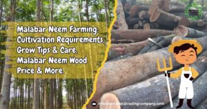 Malabar Neem Farming