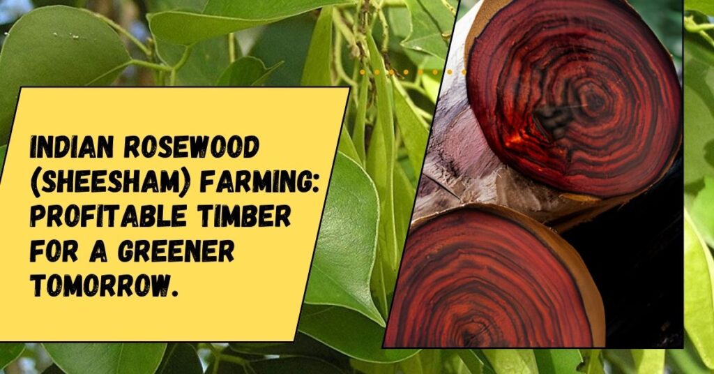 Indian Rosewood (Sheesham) Farming: Profitable Timber for a Greener Tomorrow.