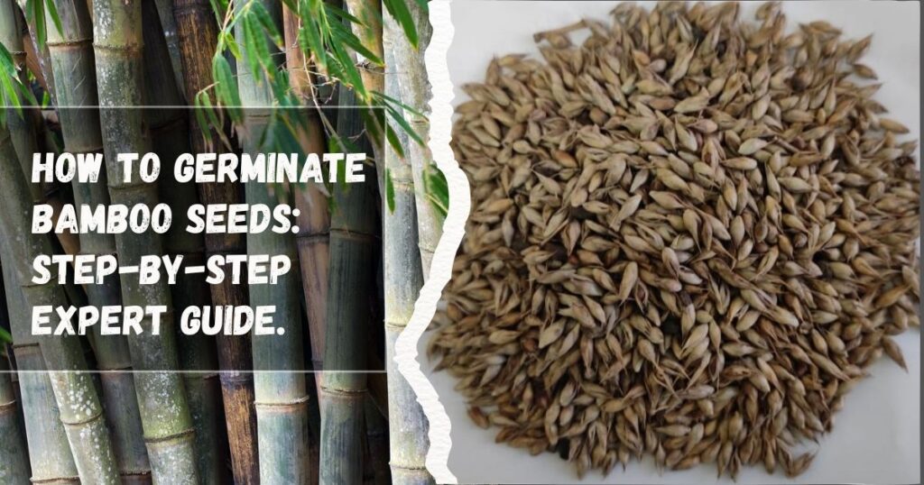 How to Germinate Bamboo Seeds: Step-by-Step Expert Guide.