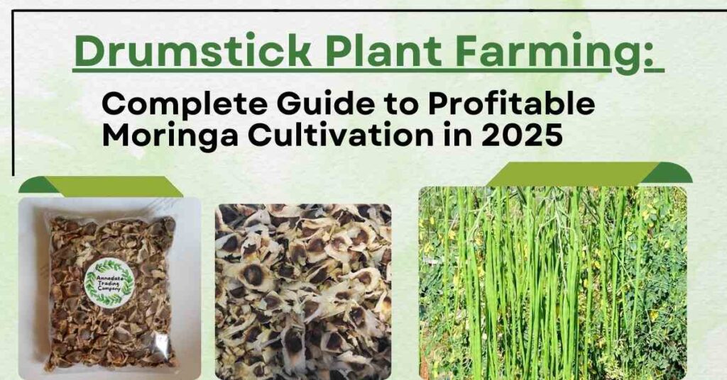 Drumstick Plant Farming: Complete Guide to Profitable Moringa Cultivation in 2025