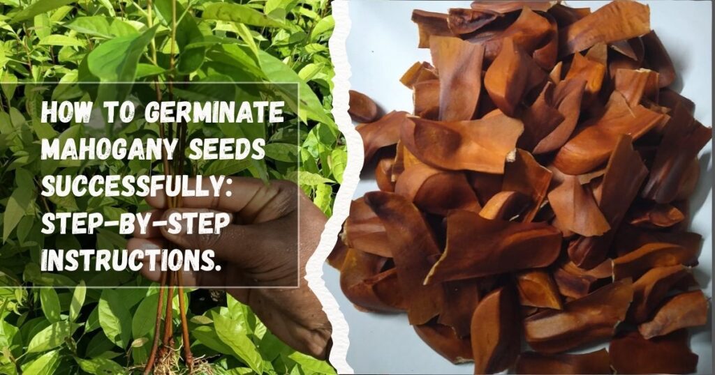 How to Germinate Mahogany Seeds Successfully: Step-by-Step Instructions.