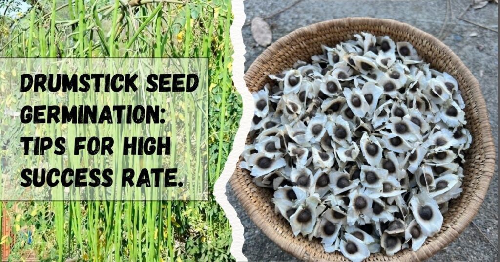 Drumstick Seed Germination: Tips for High Success Rate.