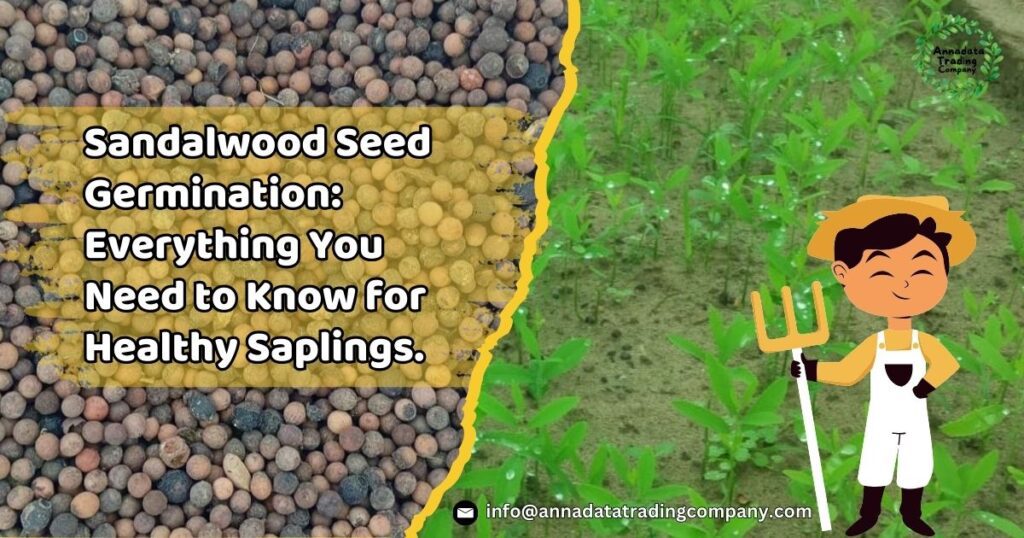 Sandalwood Seed Germination: Everything You Need to Know for Healthy Saplings.