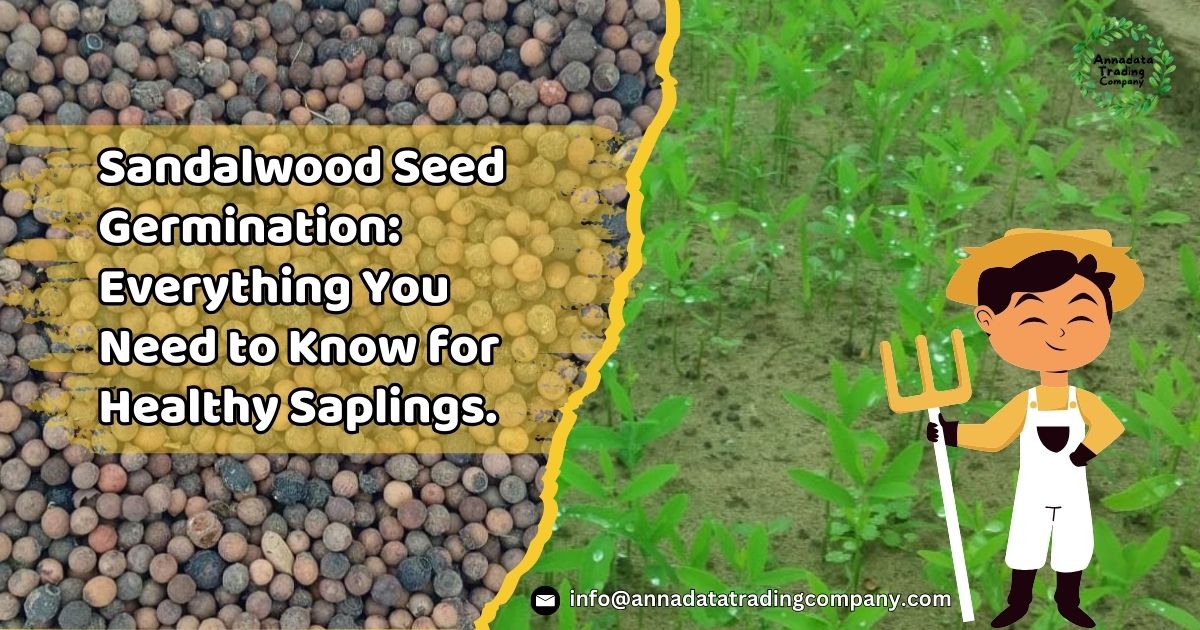 Sandalwood Seed Germination: Everything You Need to Know for Healthy Saplings.