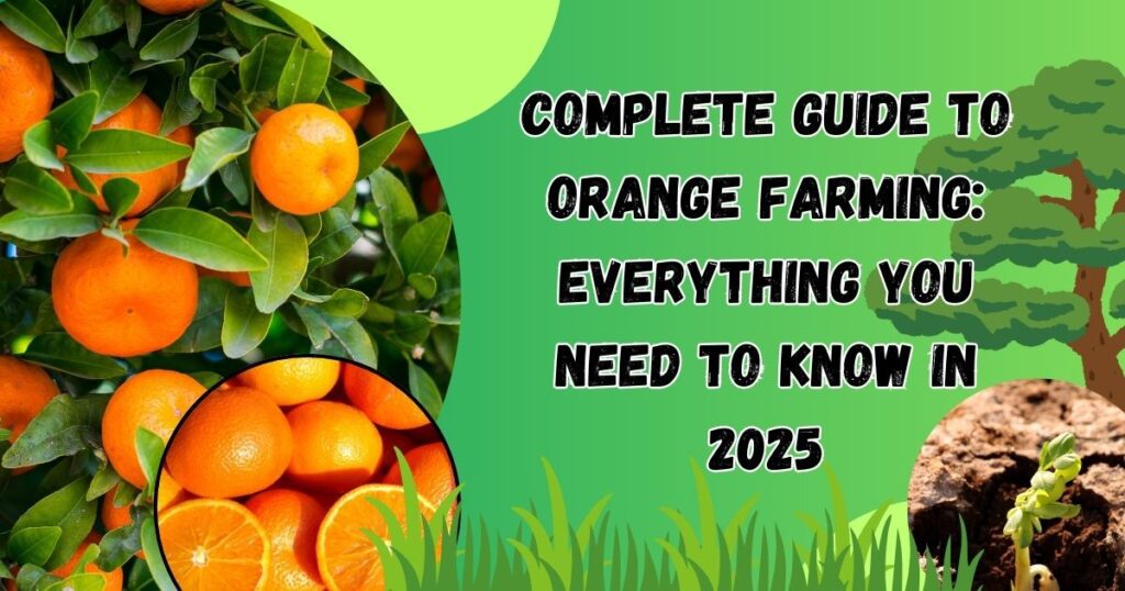 Complete Guide to Orange Farming: Everything You Need to Know in 2025