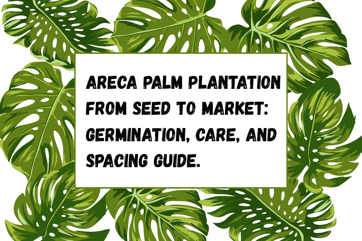 Areca Palm Plantation from Seed to Market: Germination, Care, and Spacing Guide.