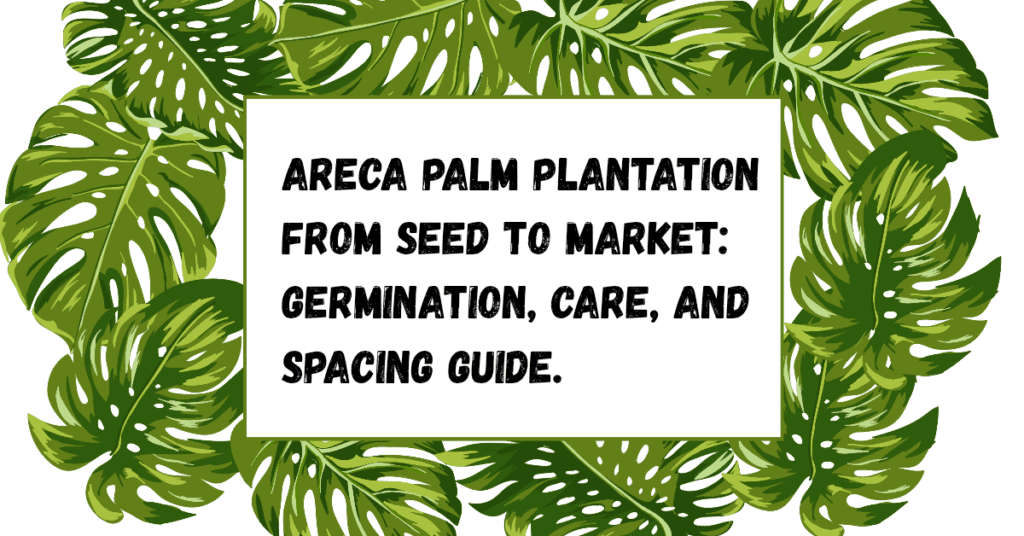 Areca Palm Plantation from Seed to Market: Germination, Care, and Spacing Guide.