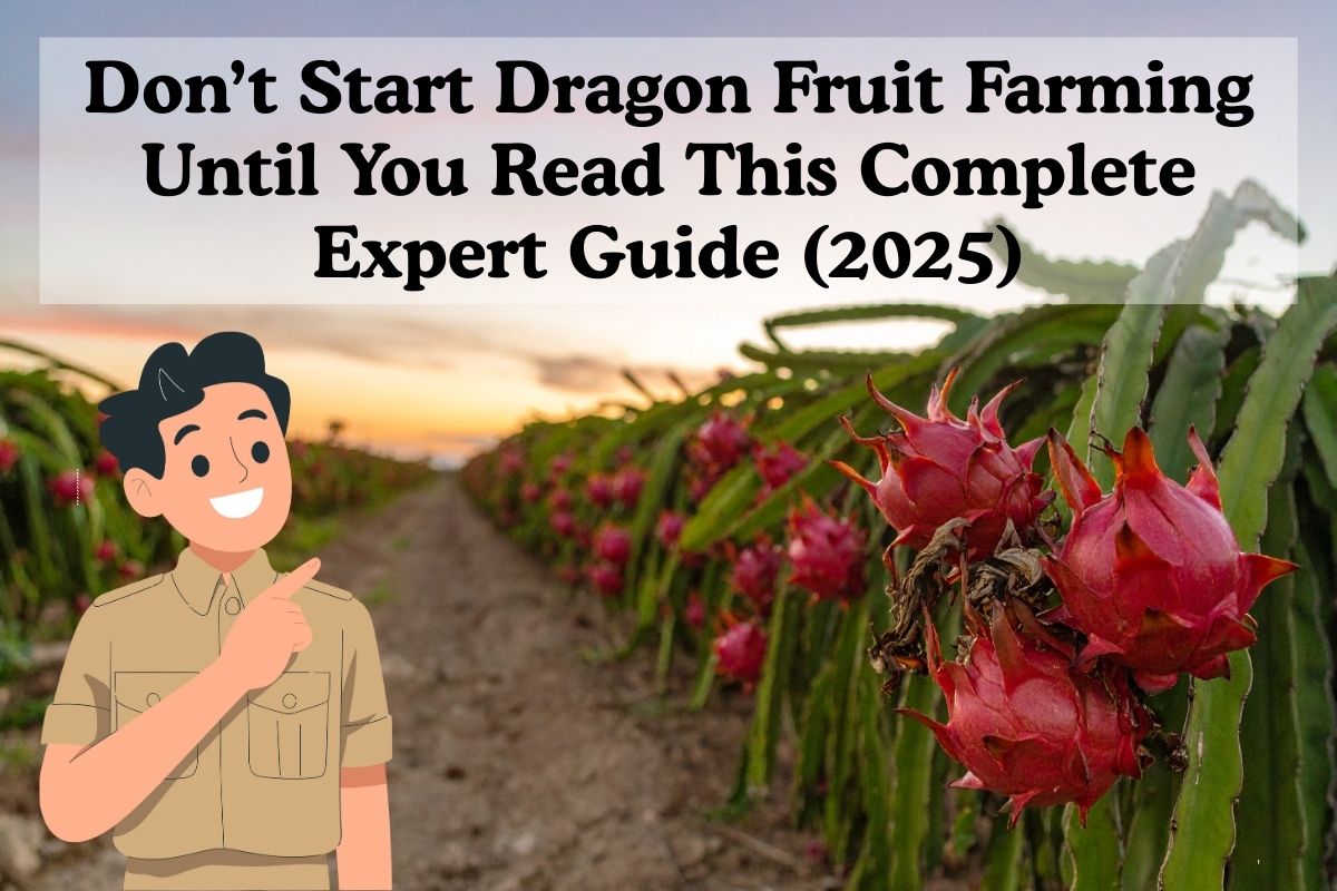 Don’t Start Dragon Fruit Farming Until You Read This Complete Expert Guide (2025)