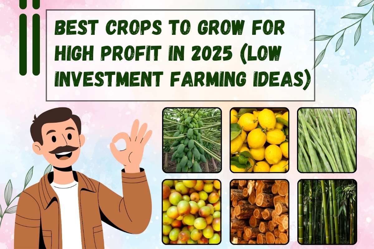 Best Crops to Grow for High Profit in 2025 (Low Investment Farming Ideas)