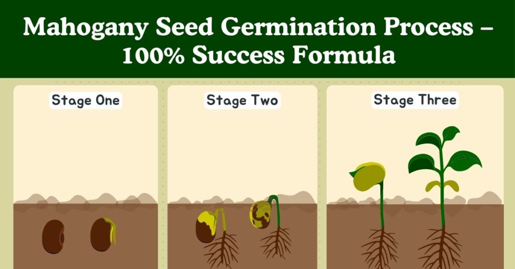 Mahogany Seed Germination Process – 100% Success Formula