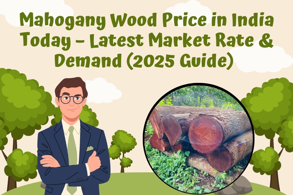 Mahogany Wood Price in India Today – Latest Market Rate & Demand (2025 Guide)