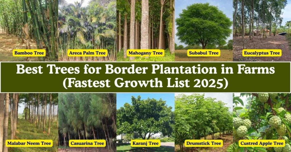 Best Trees for Border Plantation in Farms (Fastest Growth List 2025)