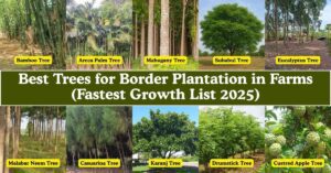 Best Trees for Border Plantation in Farms (Fastest Growth List 2025)