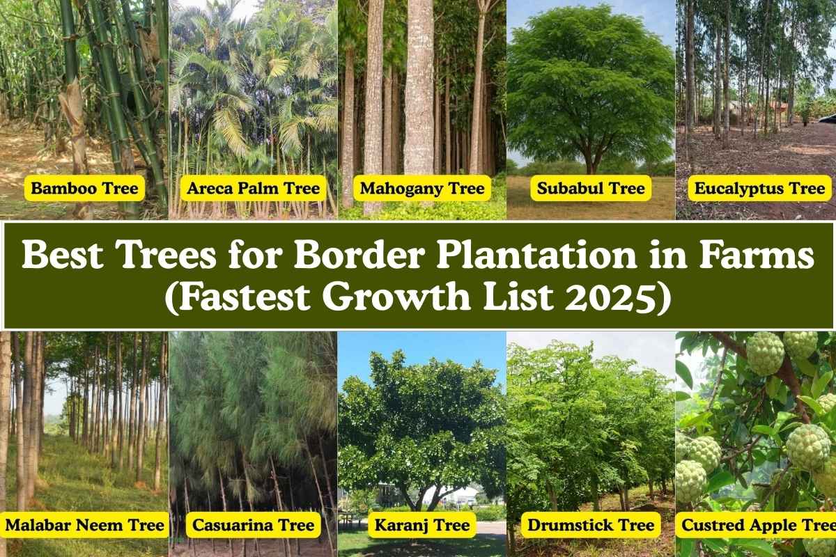 Best Trees for Border Plantation in Farms (Fastest Growth List 2025)