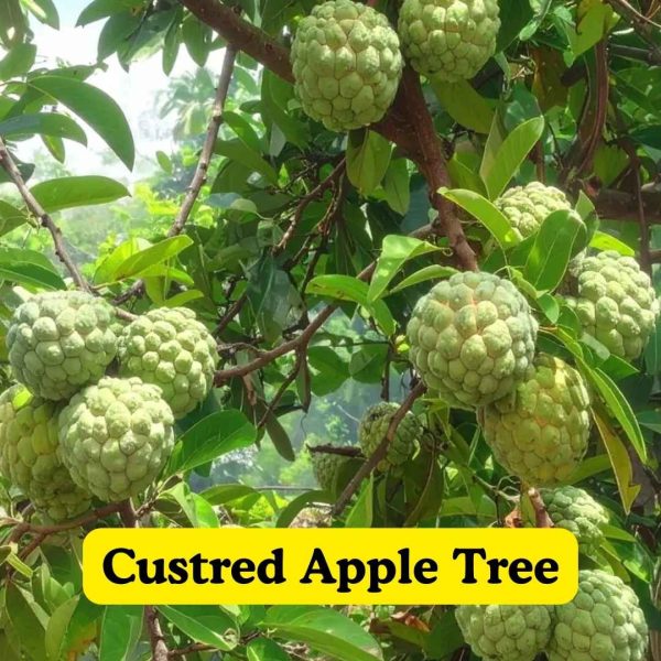 Custred Apple Tree