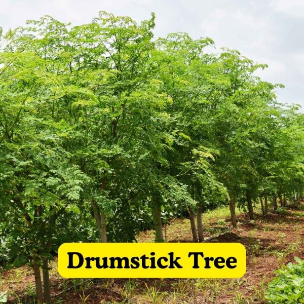 Drumstick Tree