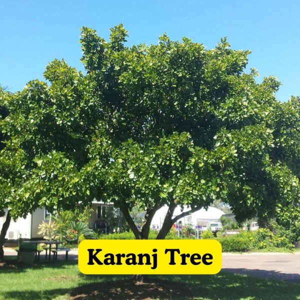 Karanj Tree