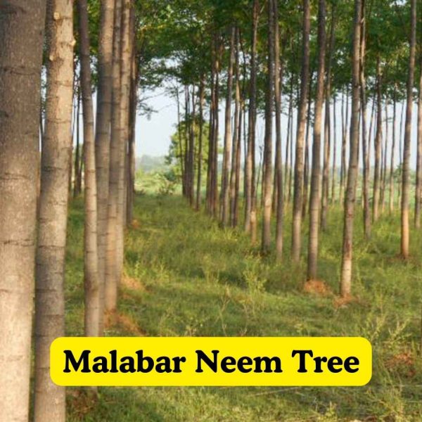 Malabar Neem Tree