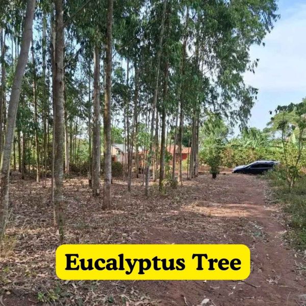 Eucalyptus Tree