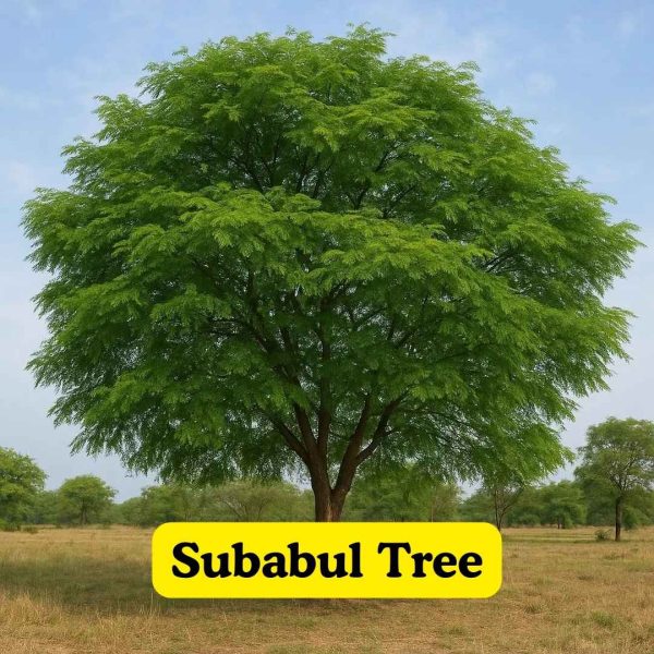 Subabul Tree
