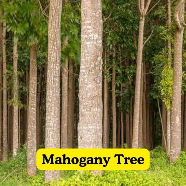 Mahogany Tree