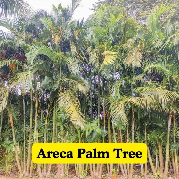 Areca Palm