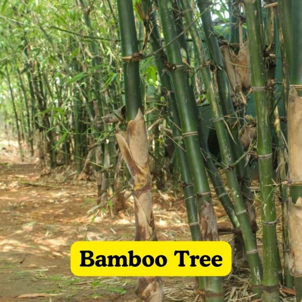 Bamboo Tree